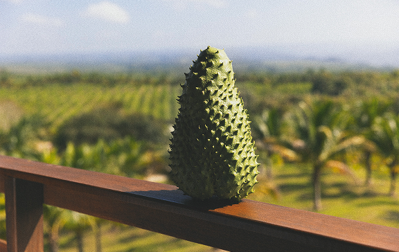 Graviola Fruit